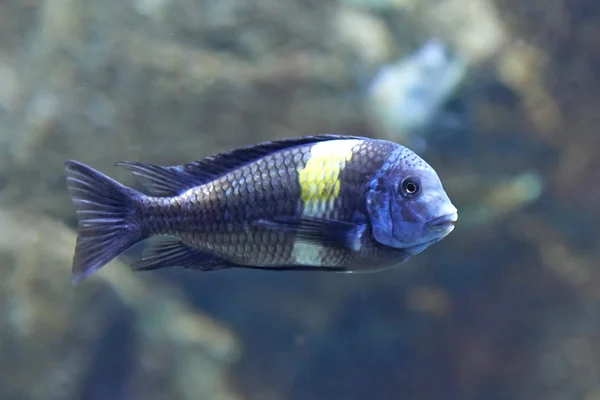 Tropheus Pictures Tropheus Stock Photos Images Depositphotos Tropheus Pictures Tropheus Stock Photos Images Depositphotos