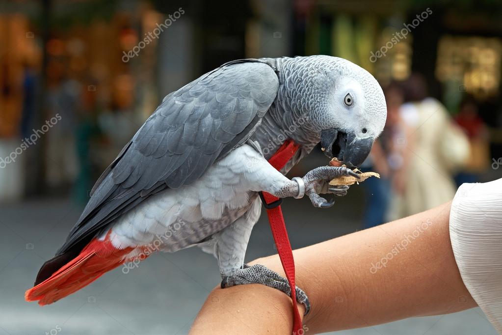 Domesticated Congo African Grey Parrot — Stock Photo © DennisJacobsen 51542039
