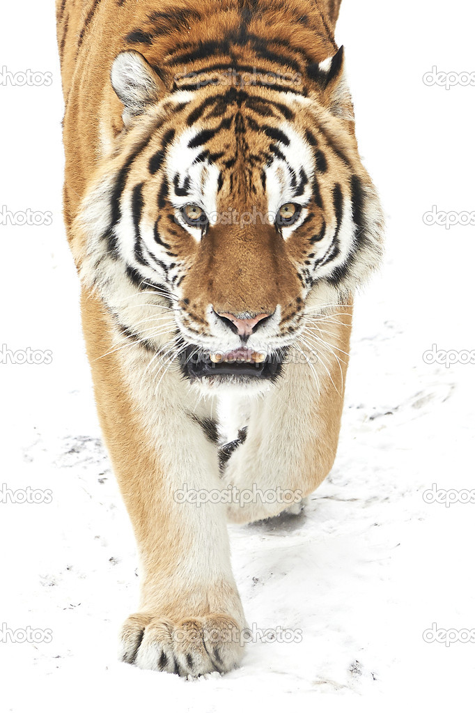 Amur Tiger (Panthera tigris altaica)
