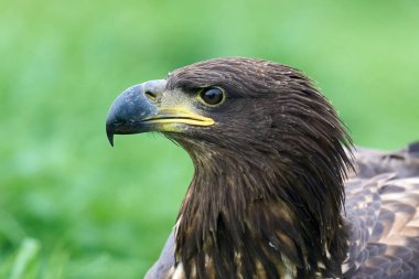 Beyaz kuyruklu kartal (Haliaeetus albicilla) doğal ortamında