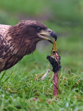 Beyaz kuyruklu kartal (Haliaeetus albicilla) doğal ortamında, gagasında avıyla birlikte.