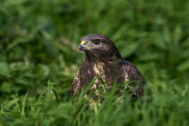 Doğal ortamında sık görülen akbaba (Buteo buteo)