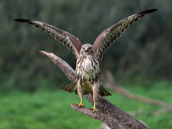 Gewone Buizerd Zijn Natuurlijke Omgeving — Stockfoto