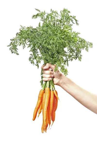 Tangan memegang wortel mentah segar — Stok Foto