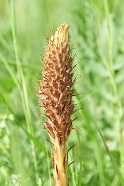 Knapweed Broomrape (orobanche elatior) clipart