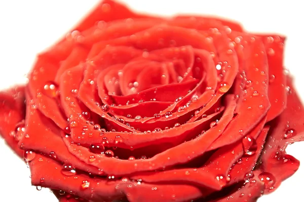 Red rose — Stock Photo, Image