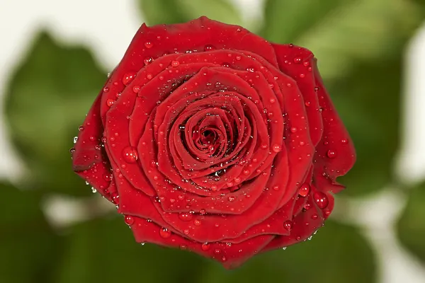 Rote Rose — Stockfoto