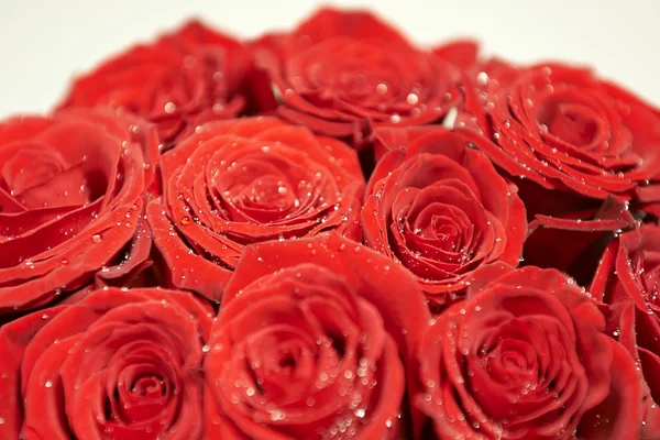 Rosas rojas — Foto de Stock