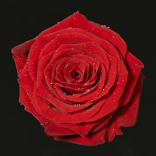 Trandafir roșu — Fotografie, imagine de stoc