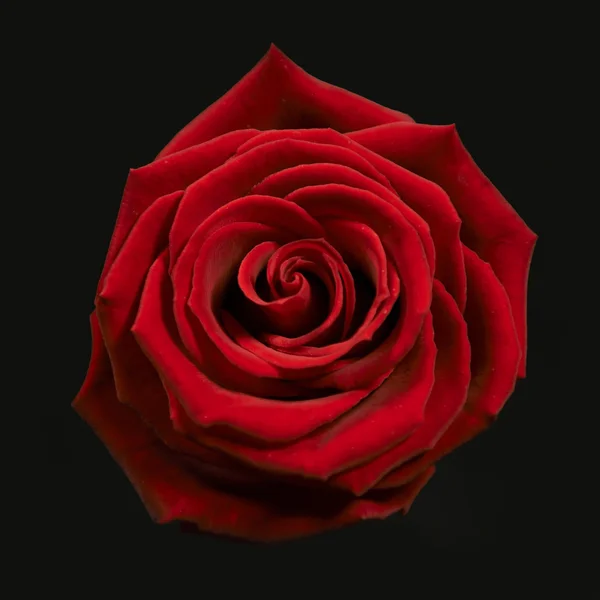 Rosa rossa — Foto Stock