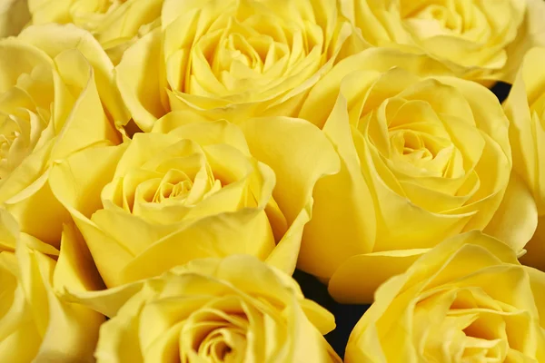 Yellow roses — Stock Photo, Image