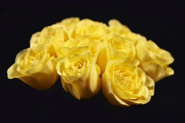 Yellow roses — Stock Photo, Image