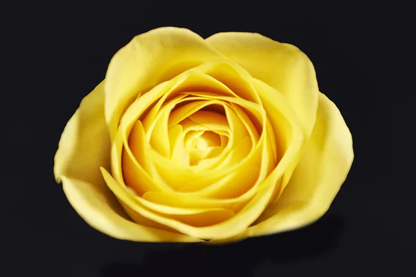 Trandafir galben — Fotografie, imagine de stoc