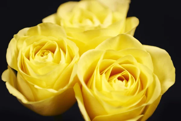 Yellow roses — Stock Photo, Image