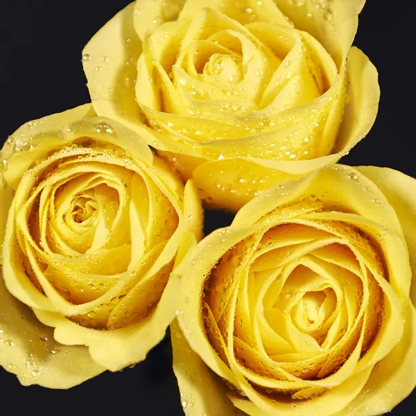 Trandafiri galbeni — Fotografie, imagine de stoc