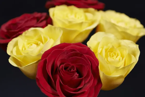 Rosas vermelhas e amarelas — Fotografia de Stock