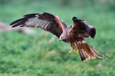 Kırmızı uçurtma (Milvus milvus) doğal ortamında