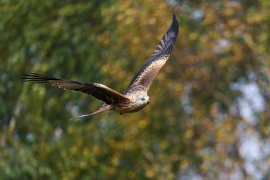 Kırmızı uçurtma (Milvus milvus) doğal ortamında