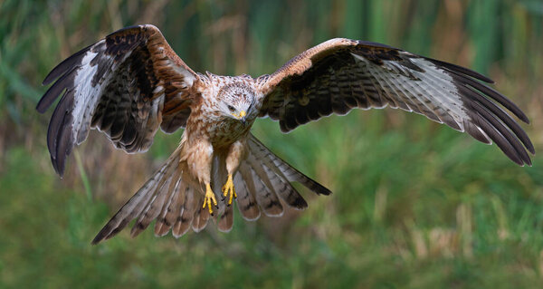 Red kite in its natural enviroment
