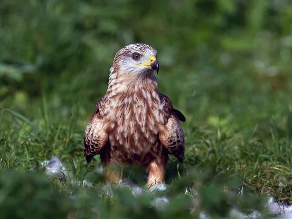 Červený Drak Milvus Milvus Svém Přirozeném Prostředí — Stock fotografie