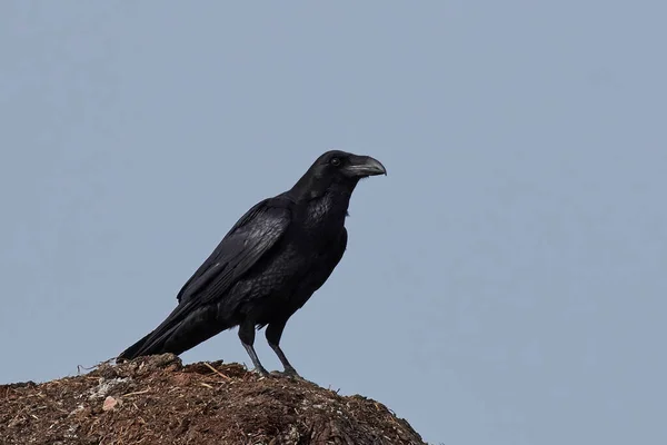 常见的乌鸦栖息在栖息地的地上 — 图库照片