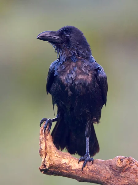 Common Raven Resting Branch Blurred Vegetation Background — Stock Photo, Image
