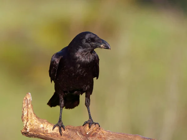 Common Raven Vegetation Background — Stock Photo, Image