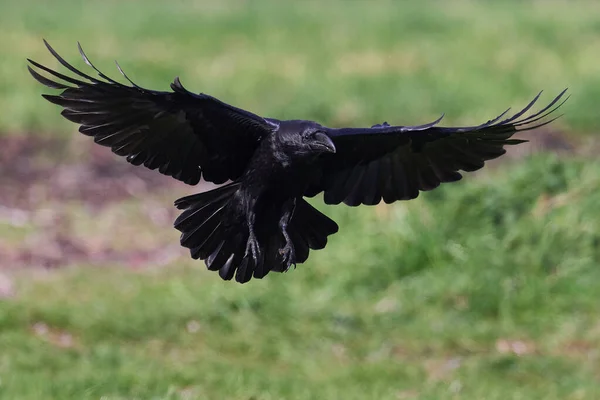 普通乌鸦 Corvus Corax 在其自然环境中 — 图库照片