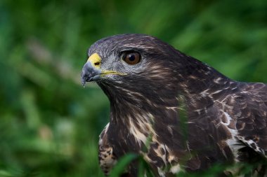 Doğal ortamında sık görülen akbaba (Buteo buteo)