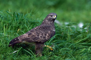 Doğal ortamında sık görülen akbaba (Buteo buteo)