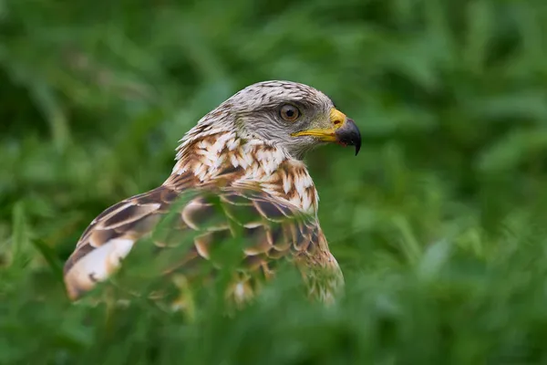 Rotmilan Milvus Milvus Seiner Natürlichen Umgebung — Stockfoto