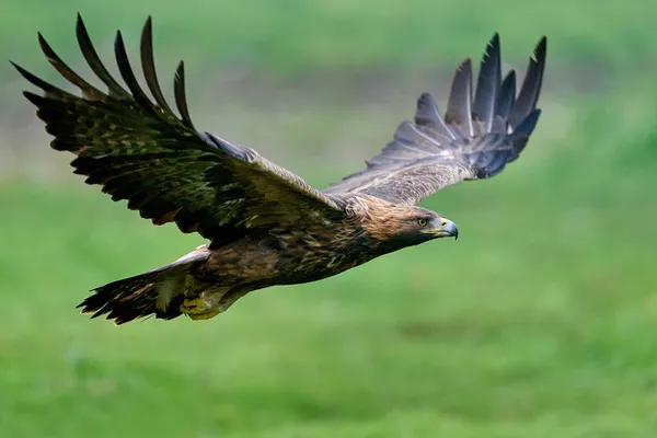 Orzeł Złocisty Aquila Chrysaetos Naturalnym Środowisku — Zdjęcie stockowe