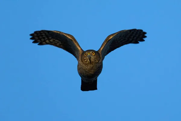 Eurasian Sparrowhawk Flight Blue Skies Background — Stock Photo, Image