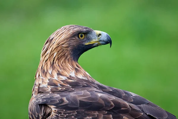 Golden Eagle Aquila Chrysaetos Its Natural Enviroment — Stock Photo, Image