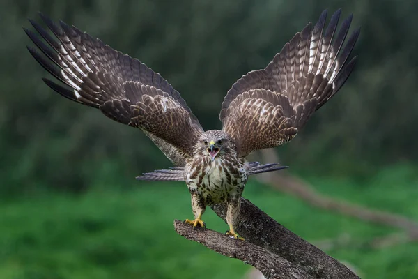 在自然环境中常见的秃鹰 Buteo Buteo — 图库照片