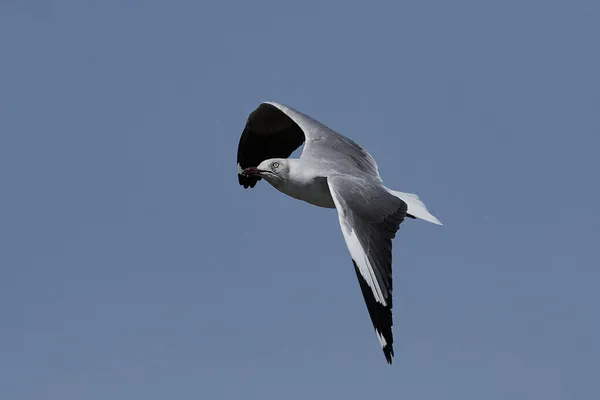 Grey Headed Gull Flight Blue Skies Background — Stock Photo, Image