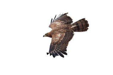 Genç Afrikalı harrier şahini uçuyor.