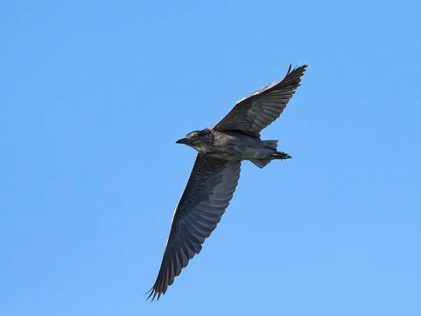 Black Crowned Night Heron Flight Blue Skies Background — Stock Photo, Image