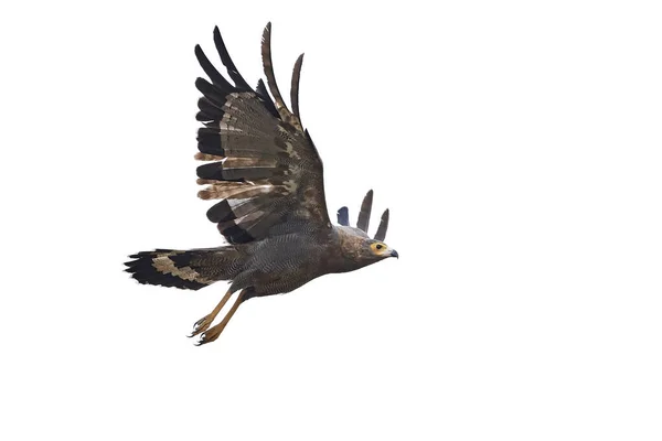 Afrikansk Harriärhök Flygning Isolerad Vit Bakgrund — Stockfoto