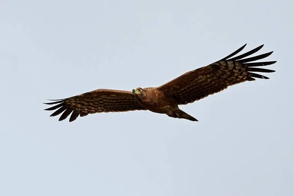 Mladistvý Africký Harrier Jestřáb Letu — Stock fotografie