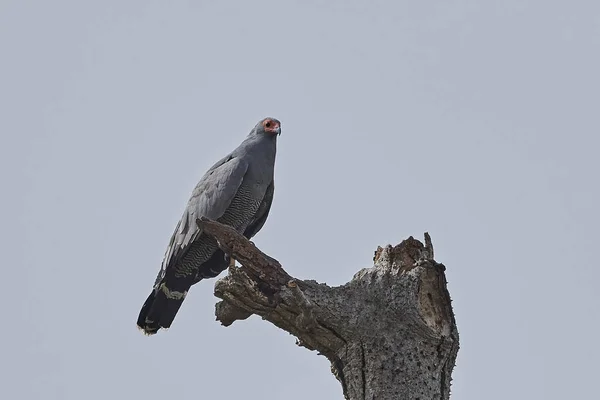 Buse Busard Afrique Dans Son Habitat Naturel Gambie — Photo