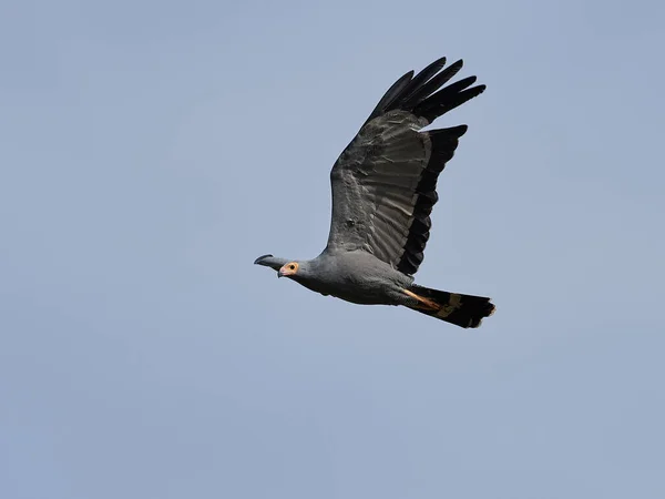 冈比亚自然栖息地中的非洲黑鹰 — 图库照片