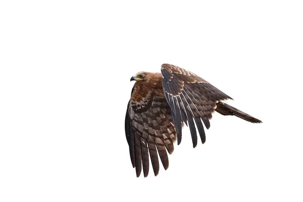 Juvenile African Harrier Hawk Flight — Stock Photo, Image