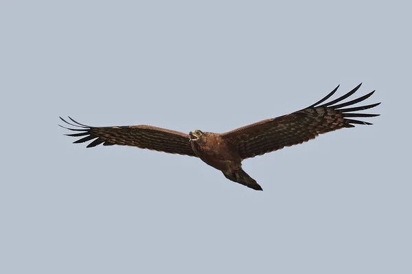 Halcón Harrier Africano Juvenil Vuelo —  Fotos de Stock