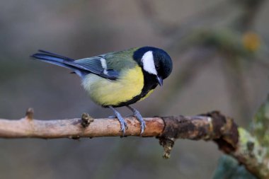 Great tit (Parus major) in its natural habitat
