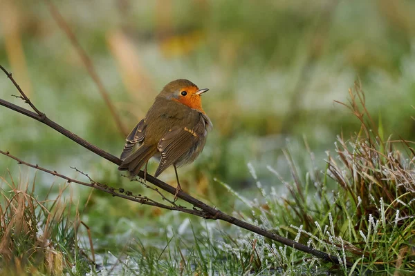 Robin Europeu Seu Habitat Natural Dinamarca — Fotografia de Stock