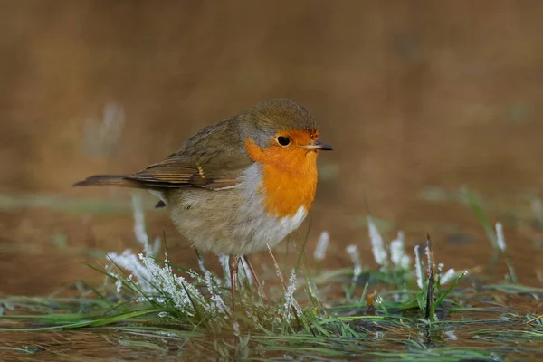 European Robin Its Natural Habitat Denmark — Stock fotografie