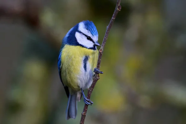 Eurasian Blue Tit Cyanistes Caeruleus Its Natural Environment — Stok fotoğraf