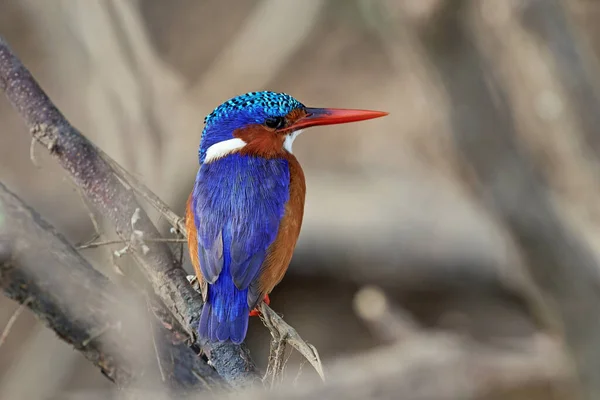 Doğal Habitatları Senegal Malakit Kingfisher — Stok fotoğraf