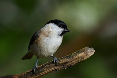 Danimarka 'daki doğal ortamında bataklık bülbülü.